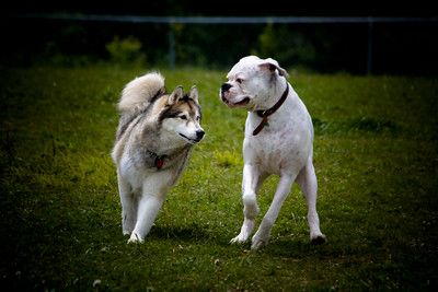 Two grey and white dogs, malamute and white boxer, playing on green grass